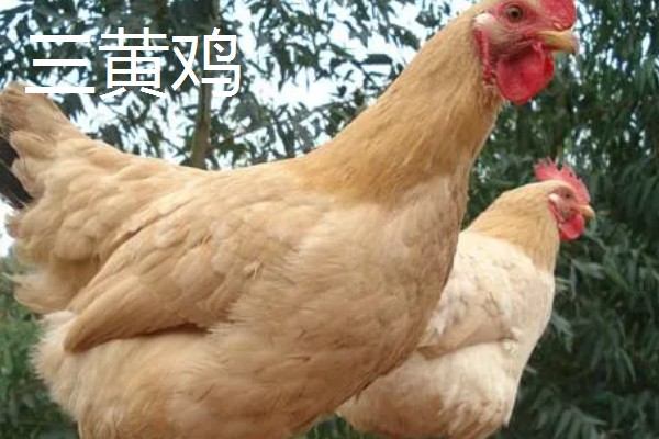 肉鸡和三黄鸡有什么区别,外形、生长周期、饲养方法都不同