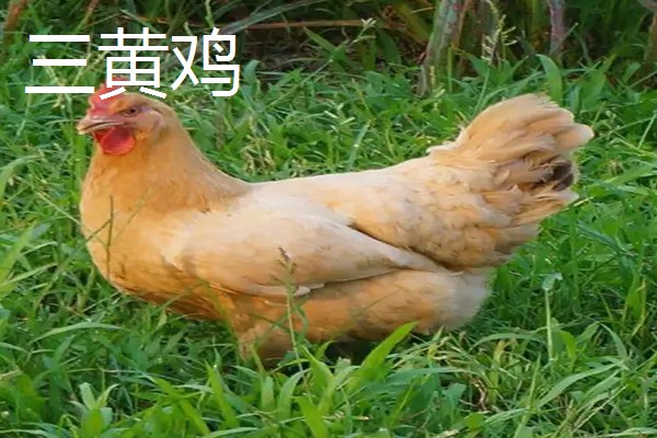 肉鸡和三黄鸡有什么区别,外形、生长周期、饲养方法都不同