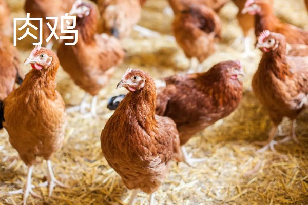 肉鸡和三黄鸡有什么区别,外形、生长周期、饲养方法都不同