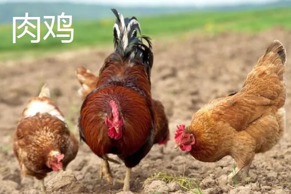 肉鸡和三黄鸡有什么区别,外形、生长周期、饲养方法都不同