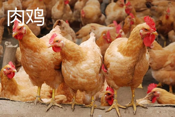 肉鸡和三黄鸡有什么区别,外形、生长周期、饲养方法都不同