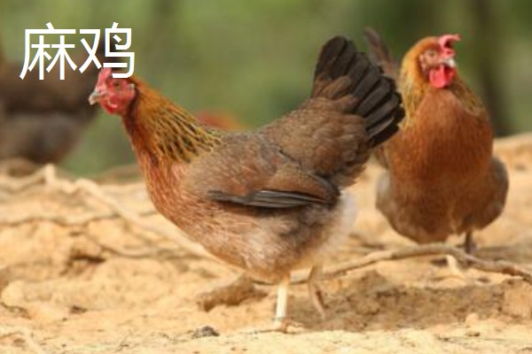 肉鸡和三黄鸡有什么区别,外形、生长周期、饲养方法都不同