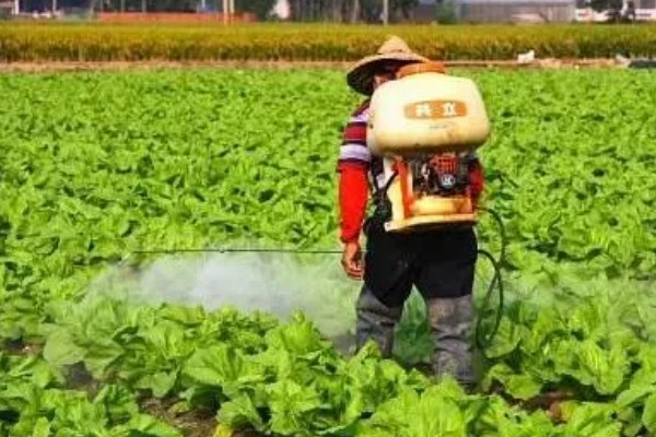 蔬菜怎么用低碳防治害虫,可以以死虫治活虫