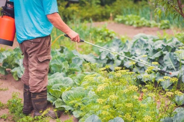 蔬菜怎么用低碳防治害虫,可以以死虫治活虫