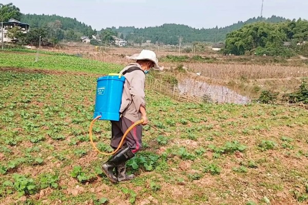 蔬菜怎么用低碳防治害虫,可以以死虫治活虫