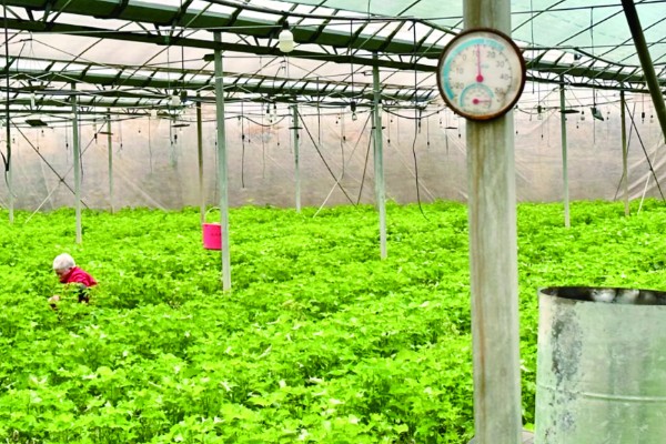 蔬菜怎么用低碳防治害虫,可以以死虫治活虫