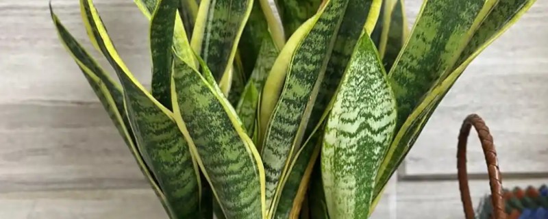 种植虎皮兰适合用什么土壤，田园土、腐叶土、泥炭土等种类都可以使用