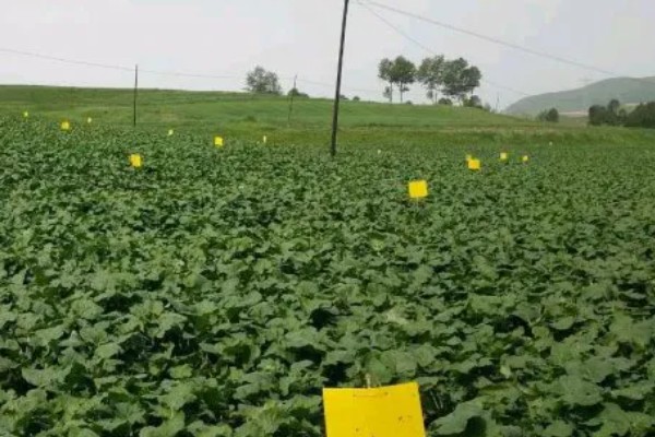 蔬菜怎么用低碳防治害虫,可以以死虫治活虫