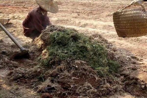 蔬菜怎么用低碳防治害虫,可以以死虫治活虫
