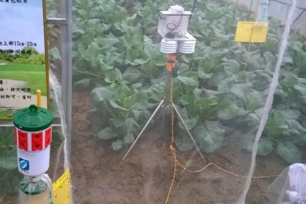 蔬菜怎么用低碳防治害虫,可以以死虫治活虫