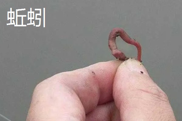 钓鱼适合用猪肝还是蚯蚓，取决于目标鱼的品种
