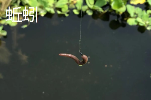 钓鱼适合用猪肝还是蚯蚓，取决于目标鱼的品种