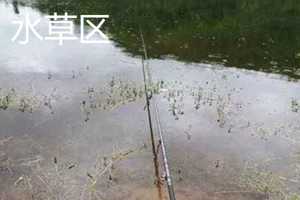 钓鱼适合用猪肝还是蚯蚓，取决于目标鱼的品种