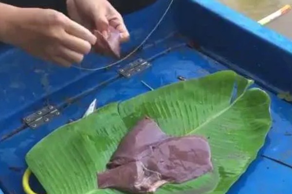 钓鱼适合用猪肝还是蚯蚓，取决于目标鱼的品种