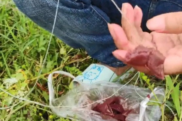 钓鱼适合用猪肝还是蚯蚓，取决于目标鱼的品种