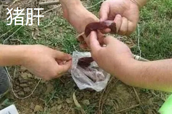 钓鱼适合用猪肝还是蚯蚓，取决于目标鱼的品种