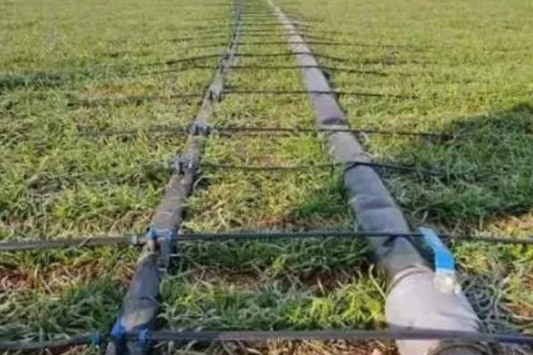 小麦干穗是什么病,可能是全蚀病或纹枯病等