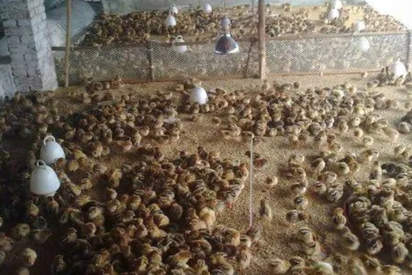 养小鸡温度过高的后果,会引发伤热、行为异常
