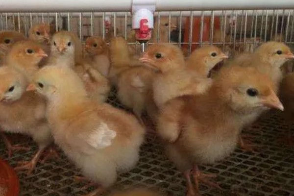 养小鸡温度过高的后果,会引发伤热、行为异常