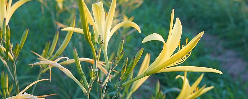 怎么种植黄花菜，新苗长出前要保持土壤湿润