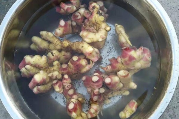 怎样种姜,要挑选颗粒较大、圆润饱满的种姜