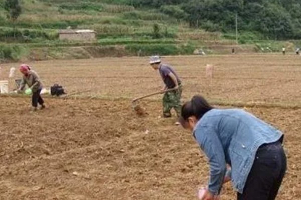 怎样种姜,要挑选颗粒较大、圆润饱满的种姜