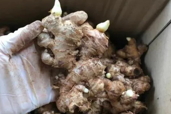 怎样种姜,要挑选颗粒较大、圆润饱满的种姜