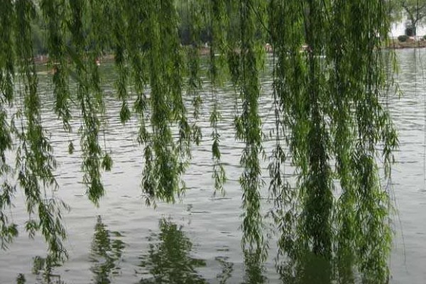 种子的传播方式,常见水力传播、动物传播、风力传播