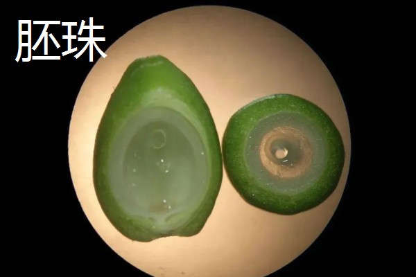 种子的传播方式,常见水力传播、动物传播、风力传播