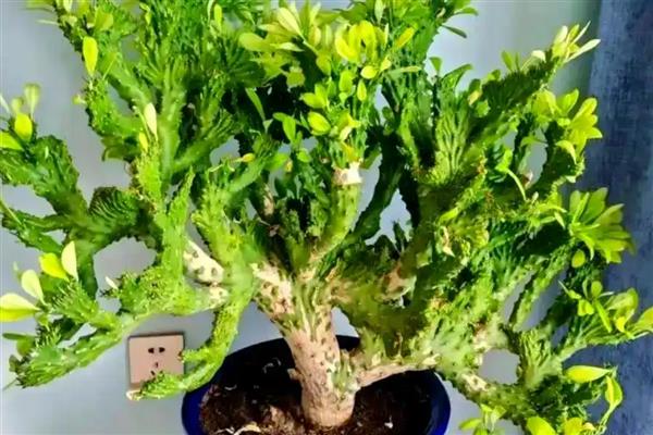 麒麟掌掉叶的原因，缺少光照、浇水不当都是常见因素