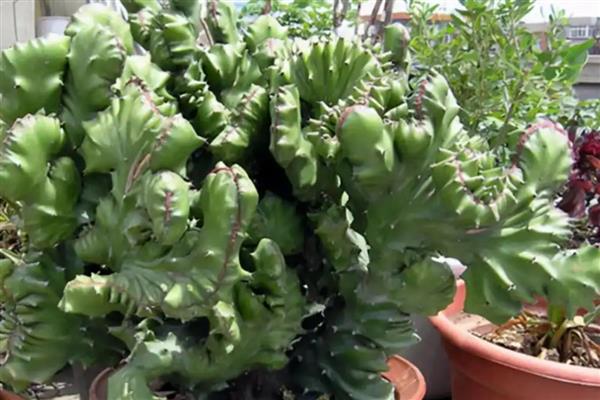 麒麟掌掉叶的原因，缺少光照、浇水不当都是常见因素