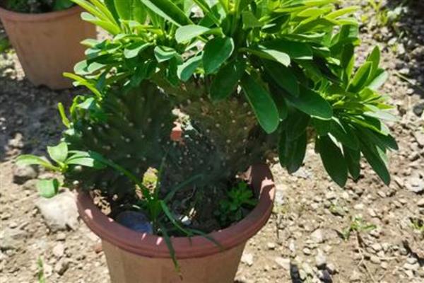 麒麟掌掉叶的原因，缺少光照、浇水不当都是常见因素