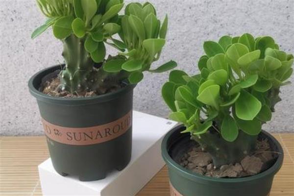 麒麟掌掉叶的原因，缺少光照、浇水不当都是常见因素