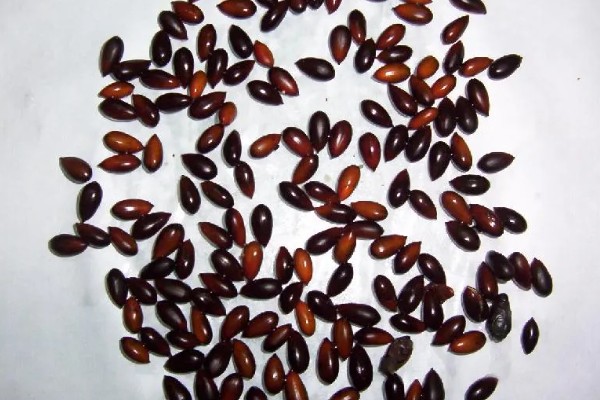 种子的传播方式,常见水力传播、动物传播、风力传播