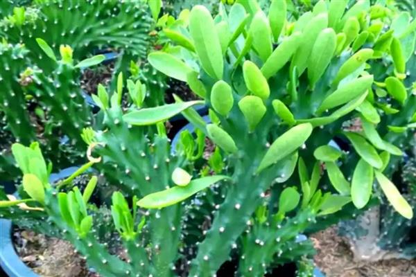 麒麟掌掉叶的原因，缺少光照、浇水不当都是常见因素