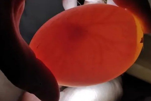 孵化鹅蛋照蛋几天能看见血丝，10天左右就可以