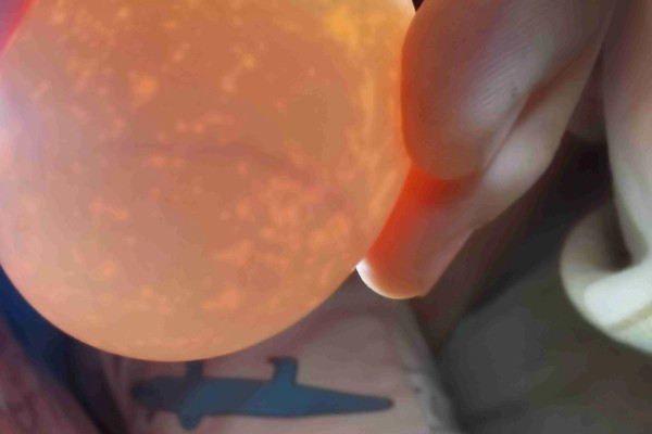 孵化鹅蛋照蛋几天能看见血丝，10天左右就可以