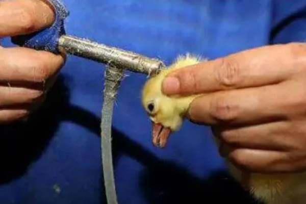 孵化鹅蛋照蛋几天能看见血丝，10天左右就可以