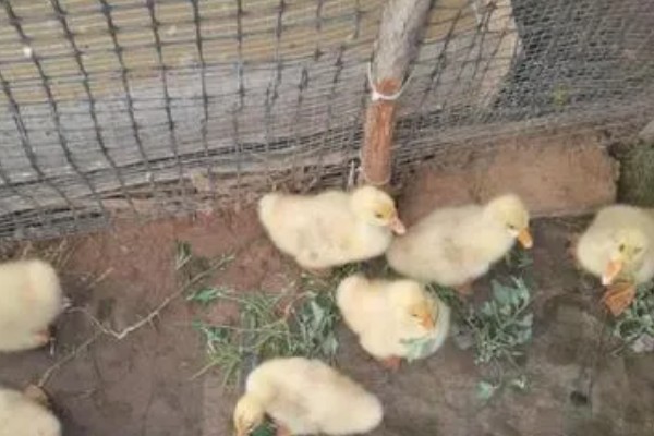 孵化鹅蛋照蛋几天能看见血丝，10天左右就可以