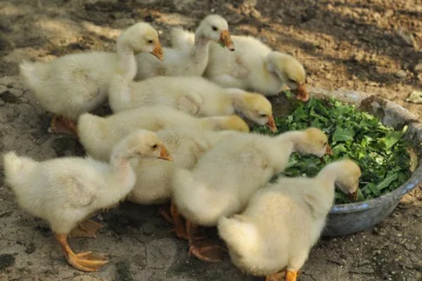 孵化鹅蛋照蛋几天能看见血丝，10天左右就可以