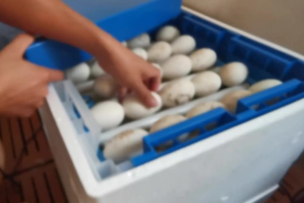 孵化鹅蛋照蛋几天能看见血丝，10天左右就可以