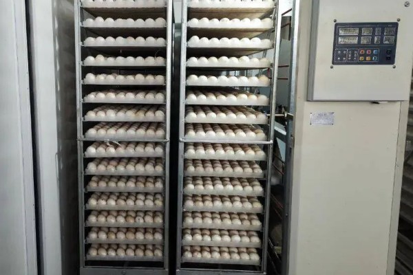 孵化鹅蛋照蛋几天能看见血丝，10天左右就可以