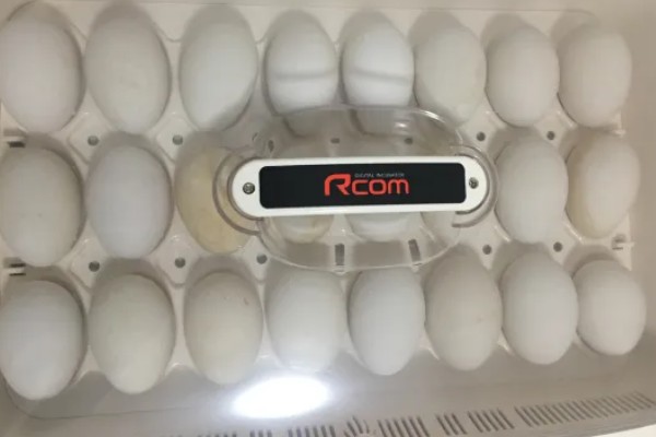 孵化鹅蛋照蛋几天能看见血丝，10天左右就可以