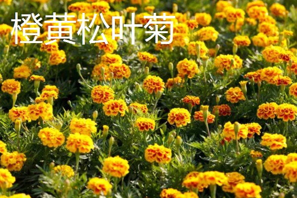 松叶菊的常见品种，有橙黄松叶菊、丝状松叶菊等