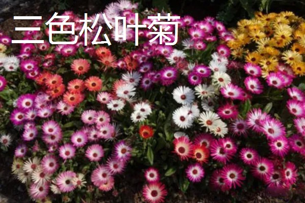松叶菊的常见品种，有橙黄松叶菊、丝状松叶菊等