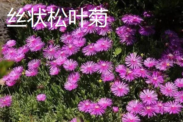 松叶菊的常见品种，有橙黄松叶菊、丝状松叶菊等