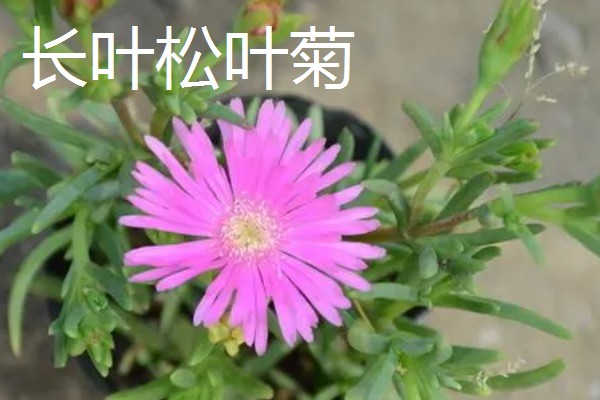 松叶菊的常见品种，有橙黄松叶菊、丝状松叶菊等