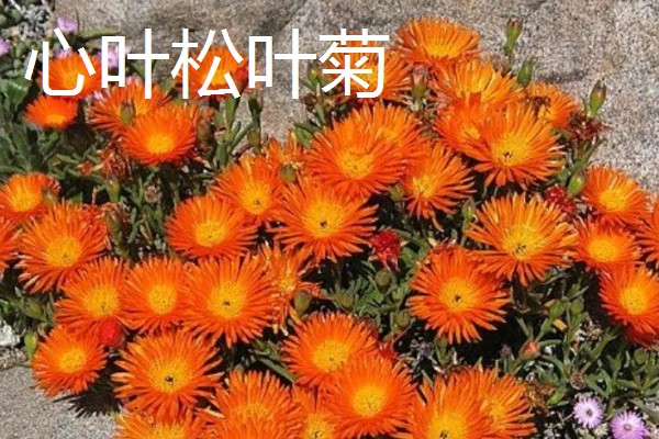松叶菊的常见品种，有橙黄松叶菊、丝状松叶菊等
