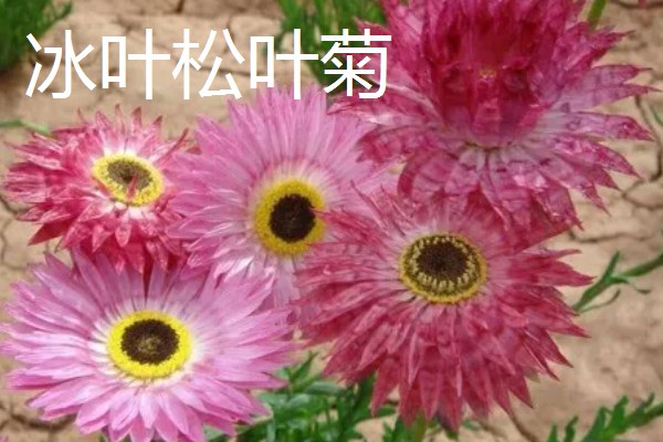 松叶菊的常见品种，有橙黄松叶菊、丝状松叶菊等