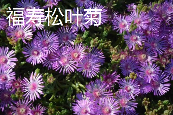 松叶菊的常见品种，有橙黄松叶菊、丝状松叶菊等